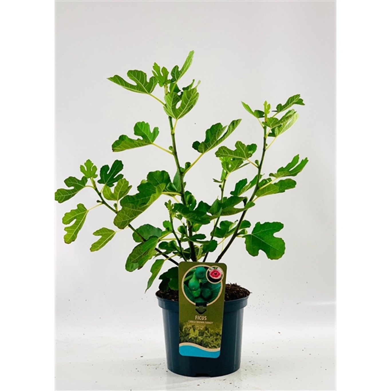 Fikon – Ficus carica Firoma - C5 40-60 CM